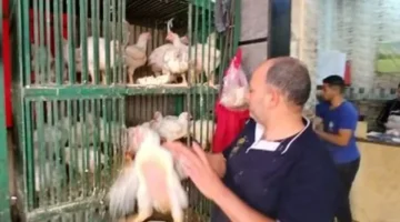 أسعار الدواجن في الإسكندرية اليوم تحدد تكلفة وجبات الأسرة بشكل مباشر